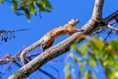 Variegated Squirrel [Sciurus variegatoides rigidus]