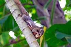 Plantain Squirrel [Callosciurus notatus]