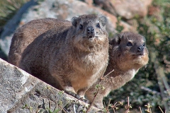 Rock Hyrax [Procavia capensis capensis]