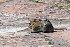 Mesic Four-Striped Grass Rat [Rhabdomys dilectus]