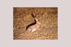 African Savannah Hare [Lepus victoriae]