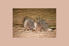 Cape Porcupine [Hystrix africaeaustralis]
