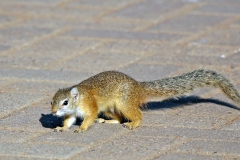 Smith's Bush Squirrel [Paraxerus cepapi cepapi]