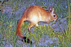 South African Springhare [Pedetes capensis]