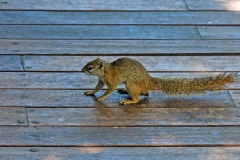 Smith's Bush Squirrel [Paraxerus cepapi maunensis]