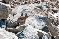 Southern Viscacha [Lagidium viscacia]