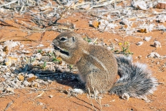 Cape Ground Squirrel [Geosciurus inauris]