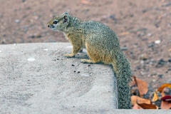 Smith's Bush Squirrel [Paraxerus cepapi cepapi]