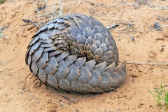Ground Pangolin [Smutsia temminckii]