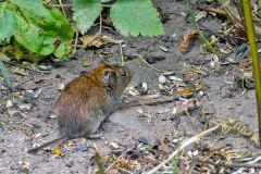 Bank Vole [Clethrionomys glareolus]