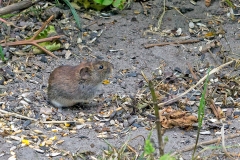 Bank Vole [Clethrionomys glareolus]