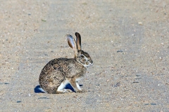 Scrub Hare [Lepus saxatilis]