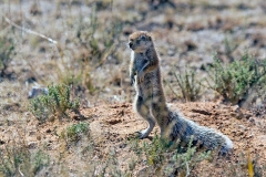Cape Ground Squirrel [Geosciurus inauris]