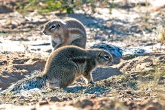 Cape Ground Squirrel [Geosciurus inauris]