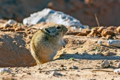 Brant's Whistling Rat [Parotomys brantsii]