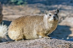 Rock Hyrax [Procavia capensis capensis]