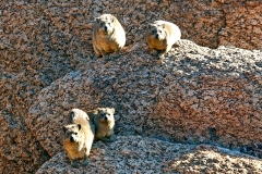 Rock Hyrax [Procavia capensis capensis]