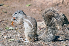 Cape Ground Squirrel [Geosciurus inauris]