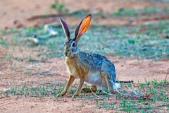 Cape Hare [Lepus capensis]