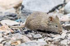 Andean Altiplano Mouse [Abrothrix andinus]