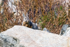 Southern Viscacha [Lagidium viscacia]