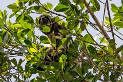 Brown-throated Sloth [Bradypus variegatus infuscatus]