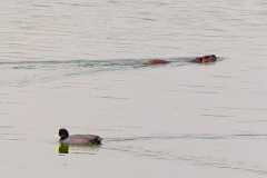 Nutria [Myocastor coypus coypus] 