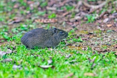 Brazilian Guinea Pig [Cavia aperea]