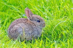 European Rabbit [Oryctolagus cuniculus]