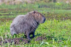 Capybara [Hydrochoerus hydrochaeris]
