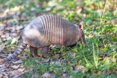 Nine-banded Armadillo [Dasypus novemcinctus novemcinctus]