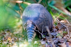 Nine-banded Armadillo [Dasypus novemcinctus novemcinctus]