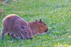 Capybara [Hydrochoerus hydrochaeris]