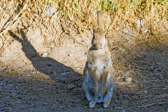 European Rabbit [Oryctolagus cuniculus]