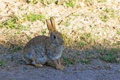 European Rabbit [Oryctolagus cuniculus]
