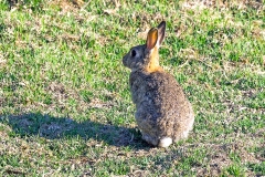 European Rabbit [Oryctolagus cuniculus]