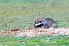 Plains Viscacha [Lagostomus maximus]