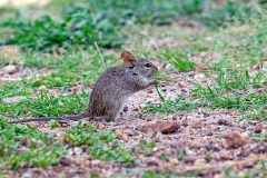 African Grass Rat [Arvicanthis niloticus dembeensis]