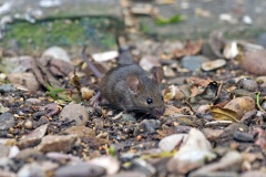 House Mouse [Mus musculus]