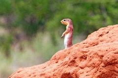 Unstriped Ground Squirrel [Xerus rutilus]