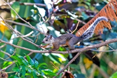 Variegated Squirrel [Sciurus variegatoides rigidus]