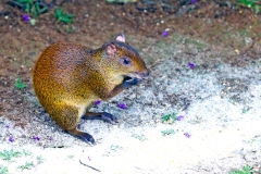 Central American Agouti [Dasyprocta punctata]