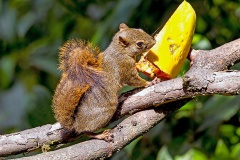 Red-tailed Squirrel [Sciurus granatensis hoffmanni]