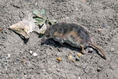 Common Shrew [Sorex araneus]