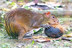 Central American Agouti [Dasyprocta punctata]