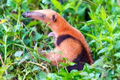 Northern Tamandua [Tamandua mexicana opistholeuca]