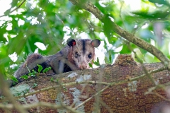 Common Opossum [Didelphis marsupialis]