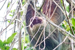 Hoffmann's Two-toed Sloth [Choloepus hoffmanni hoffmanni]