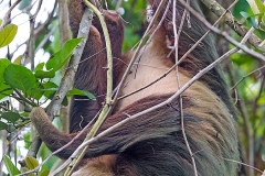 Hoffmann's Two-toed Sloth [Choloepus hoffmanni hoffmanni]