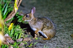 Central American Tapeti [Sylvilagus gabbi truei]